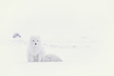 白色哈士奇在雪地
